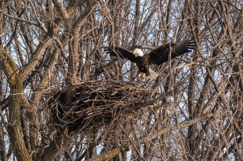 With More Than 700 Nests Reported In 2020, The Bald Eagle Is Officially Making A Comeback In Ohio