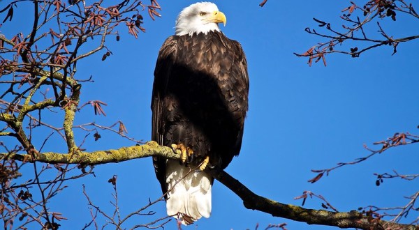 With More Than 1500 Nests Reported In 2020, The Bald Eagle Is Officially Making A Comeback In Florida