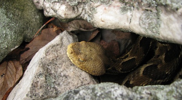 Watch Your Step, More Timber Rattlesnakes Are Emerging From Their Dens Around Pennsylvania