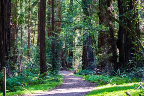 Take A Walk Through Hendy Woods State Park, An Underrated Redwood Grove In Northern California