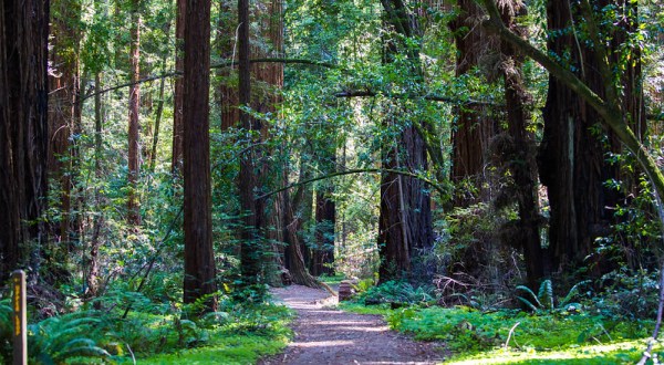Take A Walk Through Hendy Woods State Park, An Underrated Redwood Grove In Northern California