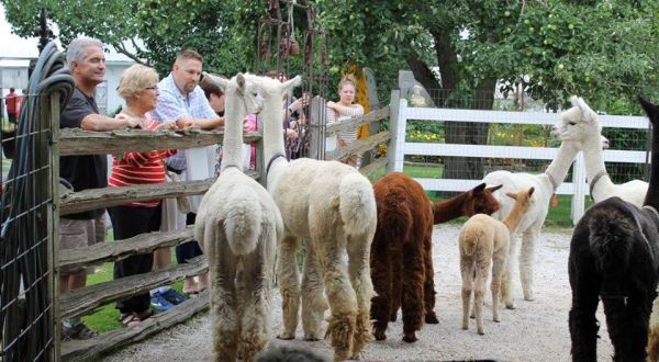You Can Drink Wine With Alpacas At LondonDairy Alpaca Ranch In Wisconsin