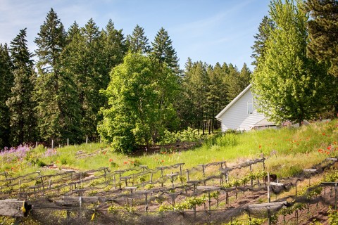 You Can Spend The Night At This Peaceful Montana Vineyard And Lavender Farm