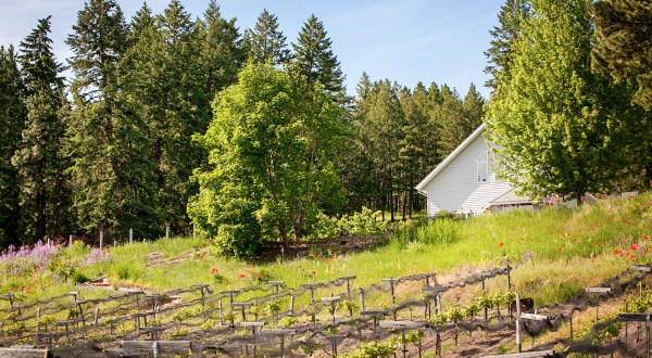 You Can Spend The Night At This Peaceful Montana Vineyard And Lavender Farm