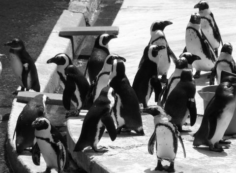 Virtually Visit With Penguins, Lions, And More With The Live Cams At The Maryland Zoo