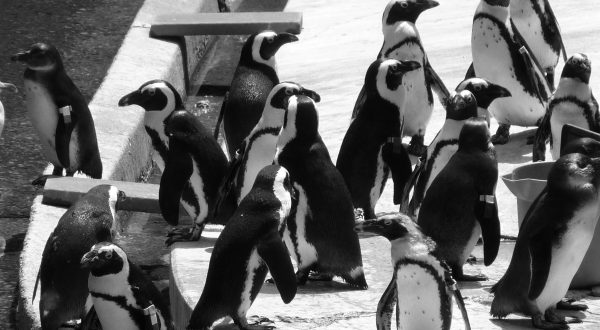Virtually Visit With Penguins, Lions, And More With The Live Cams At The Maryland Zoo