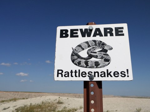 Watch Your Step, More Rattlesnakes Are Emerging From Their Dens Around Georgia