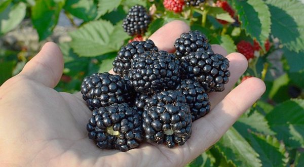 The Iconic Oregon Marionberry Didn’t Even Exist Until 1948