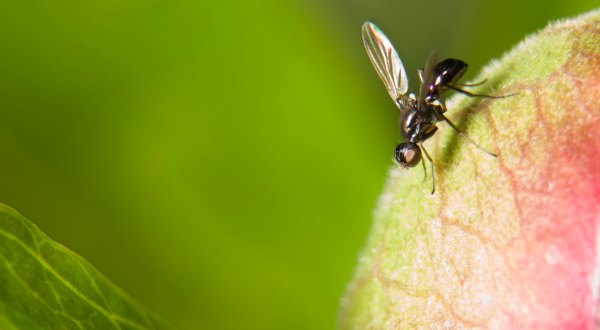 Watch Out For Black Flies, A New Species Of Biting Insects On The Loose In Minnesota