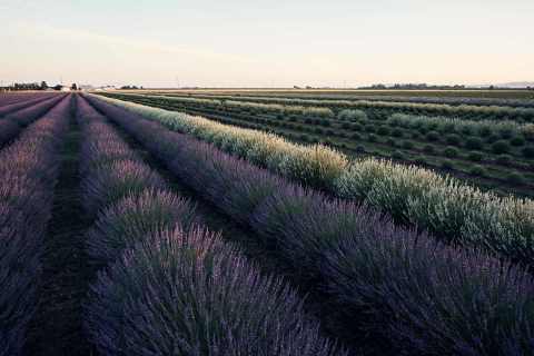 Visit Araceli Farms In Northern California This Summer And Pick Yourself A Bundle Of Fresh Lavender