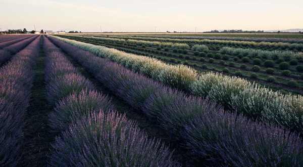 Visit Araceli Farms In Northern California This Summer And Pick Yourself A Bundle Of Fresh Lavender