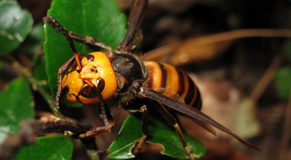 Giant Murder Hornets Are Invading Washington (Sorry)