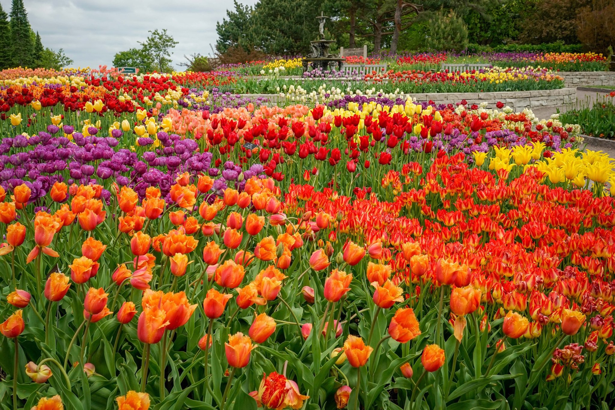 A Trip To Minnesota's Neverending Tulip Field Will Make Your Spring