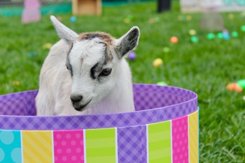 Tune Into Clark's Elioak Farm In Maryland As They Livestream Baby Goats For Your Quarantine Entertainment