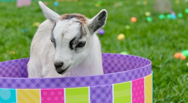 Tune Into Clark’s Elioak Farm In Maryland As They Livestream Baby Goats For Your Quarantine Entertainment