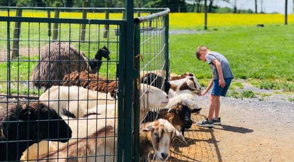 Spend The Day With Over 250 Animals At Green Meadows Petting Farm In Maryland