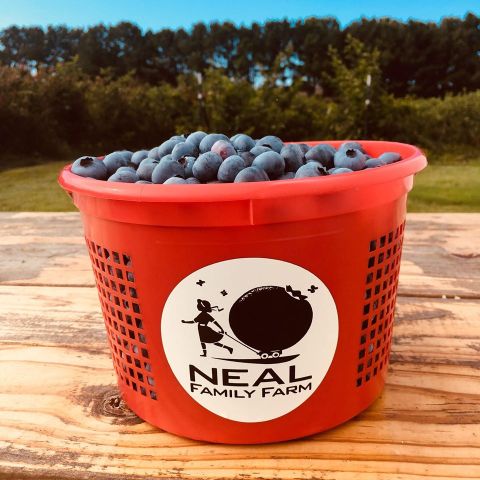 Enjoy Mouthfuls Of Freshly Picked Blueberries At Neal Family Farm, An Arkansas Staple