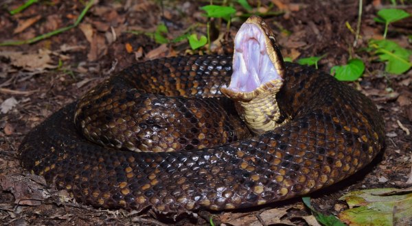 Watch Your Step, More Venomous Snakes Are Emerging From Their Dens Around Florida