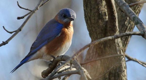 7 Peaceful Places To Get A Good Walk And Go Bird Watching In Indiana