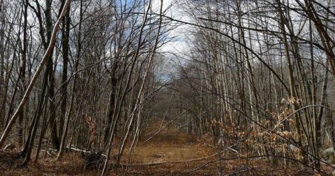 A Creepy Ghost Town In Massachusetts, Dogtown Is The Stuff Nightmares Are Made Of