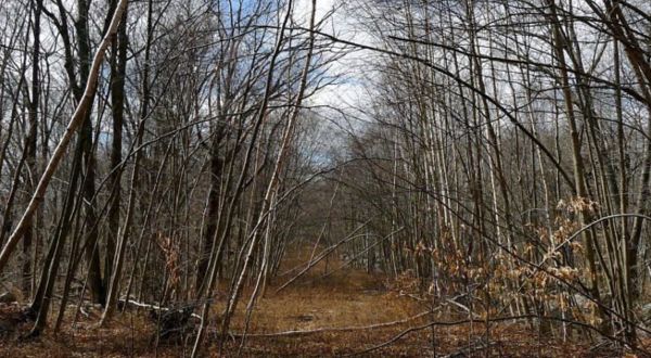 A Creepy Ghost Town In Massachusetts, Dogtown Is The Stuff Nightmares Are Made Of