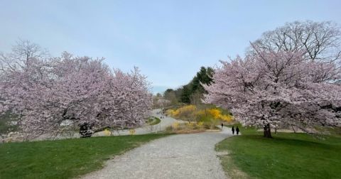 It's The Perfect Time To See Cherry Blossoms And Other Seasonal Blooms At Arnold Arboretum In Massachusetts