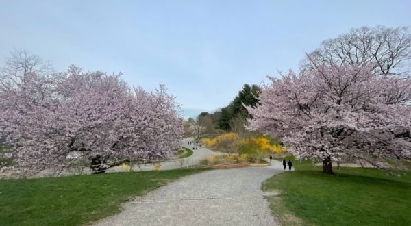 It’s The Perfect Time To See Cherry Blossoms And Other Seasonal Blooms At Arnold Arboretum In Massachusetts