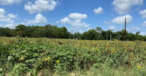 Frolic Through A 5-Acre Sunflower Trail At Froberg's Farm In Texas