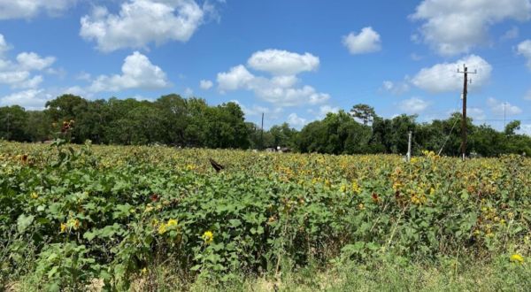 Frolic Through A 5-Acre Sunflower Trail At Froberg’s Farm In Texas