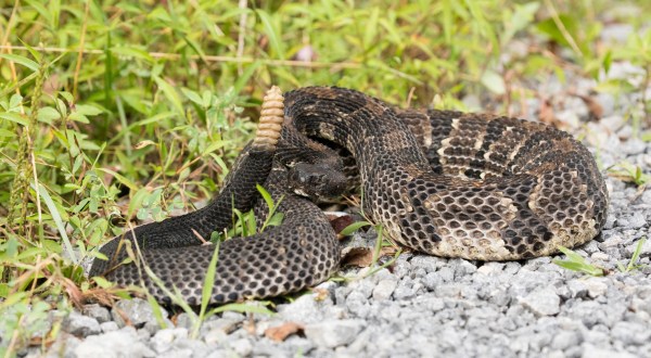 Watch Your Step, More Rattlesnakes Are Emerging From Their Dens Around Virginia