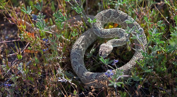 Watch Your Step, More Rattlesnakes Are Emerging From Their Dens Around Northern California