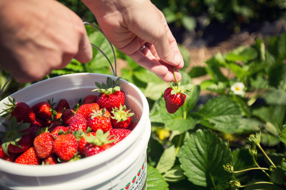 Not only do they rows and rows of strawberries ripe for pickin' but th...