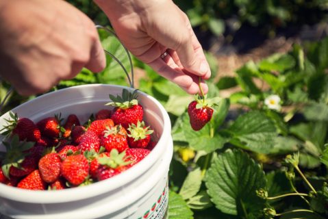 Pick Your Own Juicy Strawberries By Hand At Joe's Farm In Oklahoma