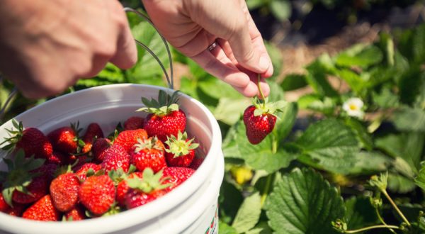 Pick Your Own Juicy Strawberries By Hand At Joe’s Farm In Oklahoma