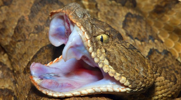 There’s Only One Species Of Venomous Snake Here In Oregon, And It’s Emerging From Hibernation