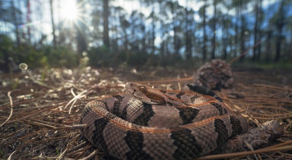 Watch Your Step, More Rattlesnakes Are Emerging From Their Dens Around Arkansas