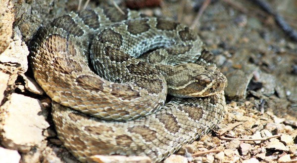 Watch Your Step, More Rattlesnakes Are Emerging From Their Dens Around Idaho