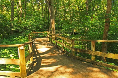 The Entire Fontenelle Forest Boardwalk Hike In Nebraska Can Now Be Taken From Your Couch
