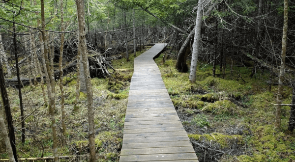 Hiking At Thorne Swift Nature Preserve In Michigan Is Like Entering A Fairytale