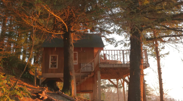 Sleep High Up In The Forest Canopy At The Bluebird House In Oregon