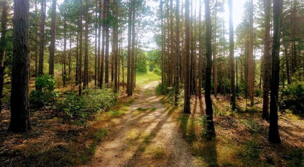 Take An Easy Loop Trail To Enter Another World At Pigeon Creek Park In Michigan