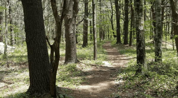 Stroll Through A Peaceful White Pine And Hemlock Forest At Cathedral Pines In Connecticut