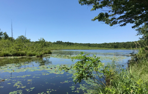 Look For Vibrant Birds At The Sharon Audubon Center, A Gorgeous Hiking Destination In Connecticut