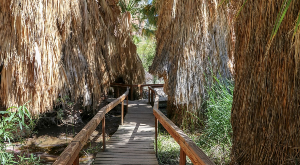 The Lush Jungle Trails Through Coachella Valley Preserve In Southern California Will Lead You To A Gorgeous Outdoor Oasis