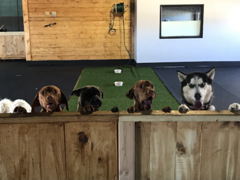 Grab A Drink With Man's Best Friend At Barks 'N Brews Doggy Daycare And Dog Bar In Nebraska