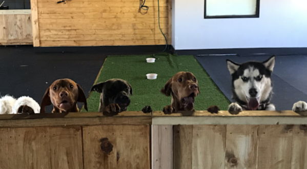 Grab A Drink With Man’s Best Friend At Barks ‘N Brews Doggy Daycare And Dog Bar In Nebraska