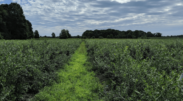 Take Home Delicious Organic Blueberries By The Pound From Adams Farms In Michigan