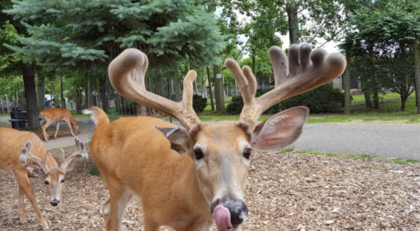 Observe, Enjoy, And Feed Over 100 Deer And Other Wildlife At Wisconsin Deer Park