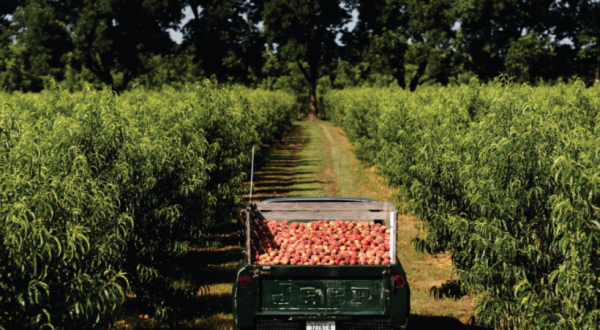 The 2020 Peach Truck Tour Will Bring The Most Mouthwatering Fruit Right To Tennesseans This Year