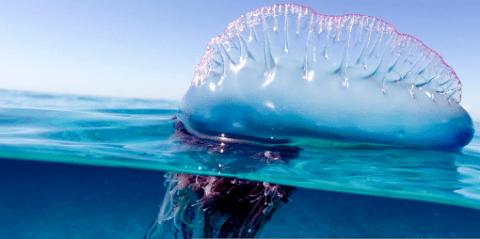 BOLO For The Portuguese Man O War Fish Spotted Over The Weekend On The North Carolina Coast